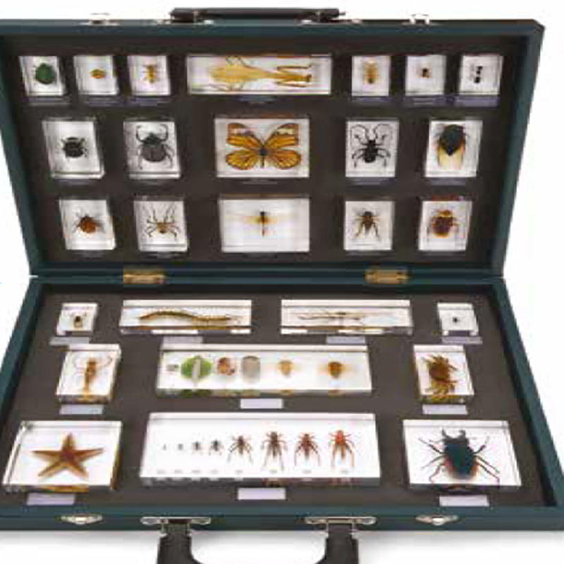 Insect Collection